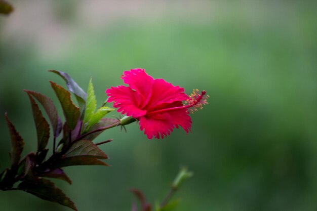 Hibiscus flower or Malvaceae or rosasinensis known Shoe Flower in full bloom during spring