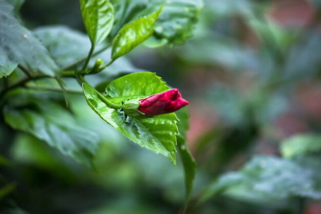 Hibiscus flower or Malvaceae or rosasinensis known Shoe Flower in full bloom during springtime