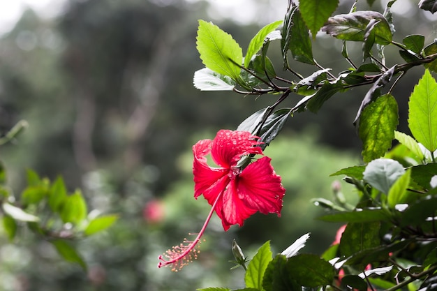 Hibiscus flower or Malvaceae or rosasinensis known Shoe Flower in full bloom during springtime