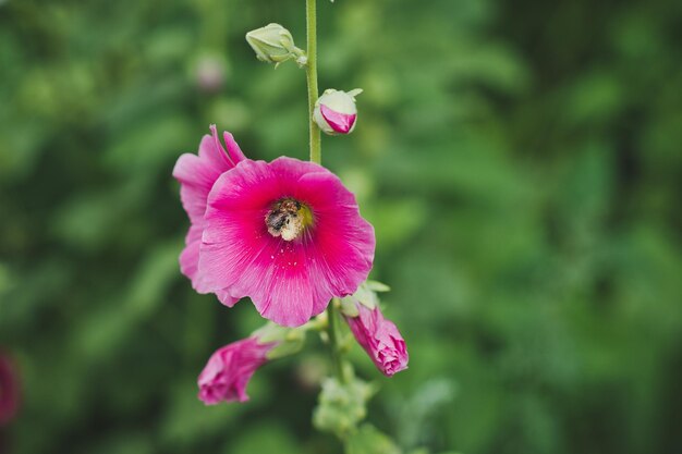 Photo a hibiscus flower in the summer garden 6273