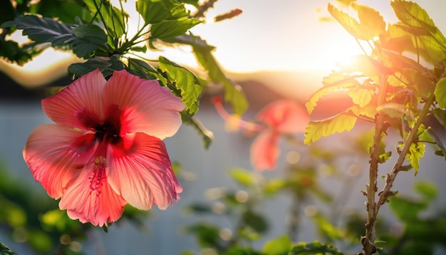 The hibiscus flower on the tree in the garden