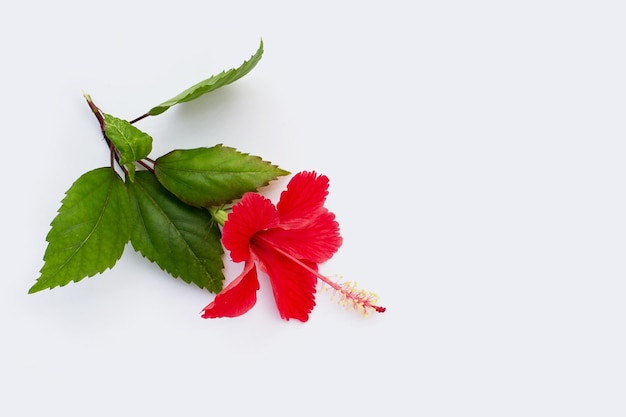 Hibiscus flower on white background