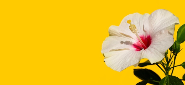 Hibiscus flower on white background