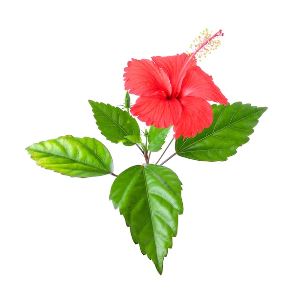 Hibiscus flower with leaf isolated on white background