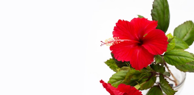 Hibiscus flower with leaves on white background
