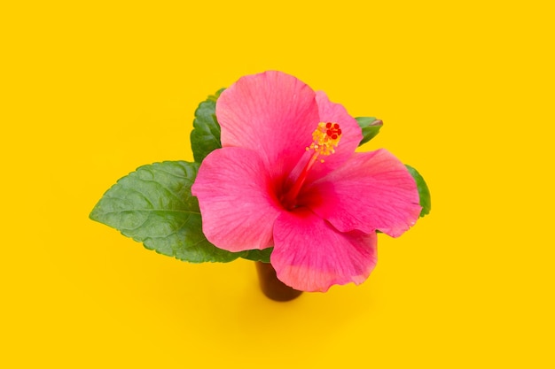 Hibiscus flower on yellow background