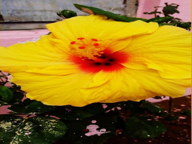 Hibiscus flower