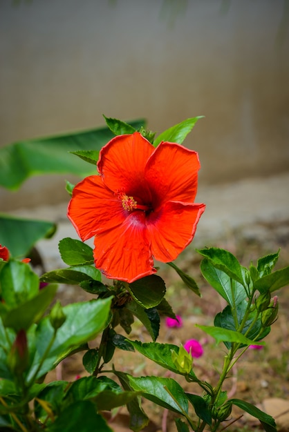 Hibiscus Flower