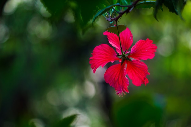 ハイビスカスの花