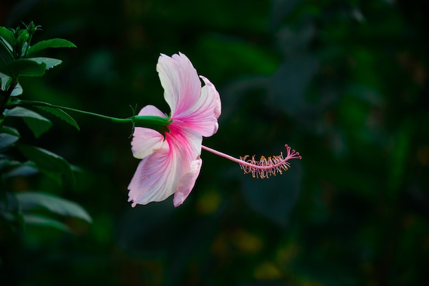 ハイビスカスの花