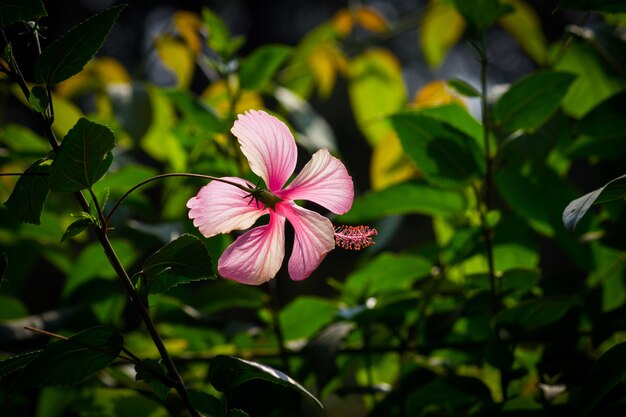 ハイビスカスの花