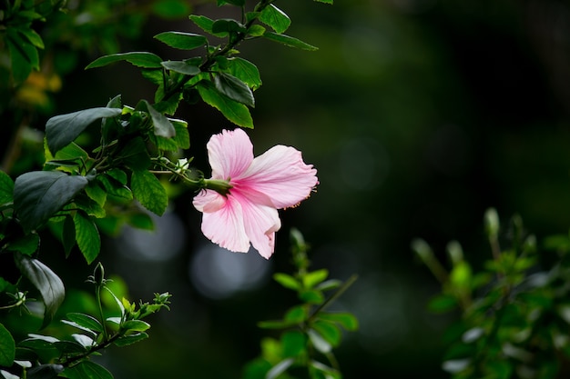 ハイビスカスの花