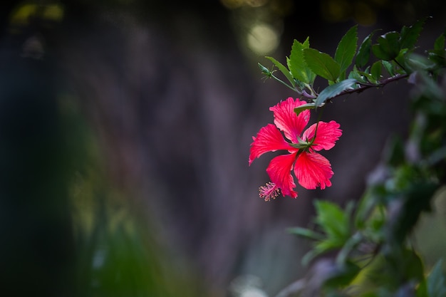 ハイビスカスの花