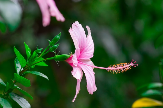 Fiore di ibisco