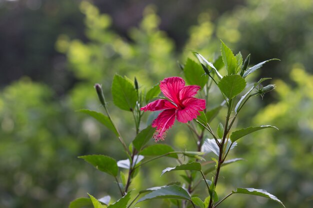 Hibiscus Flower