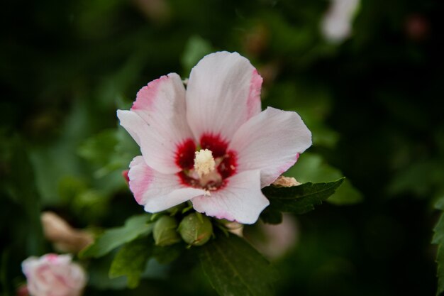 ハイビスカスの花草が茂った低木が緑の葉に囲まれてクローズアップ