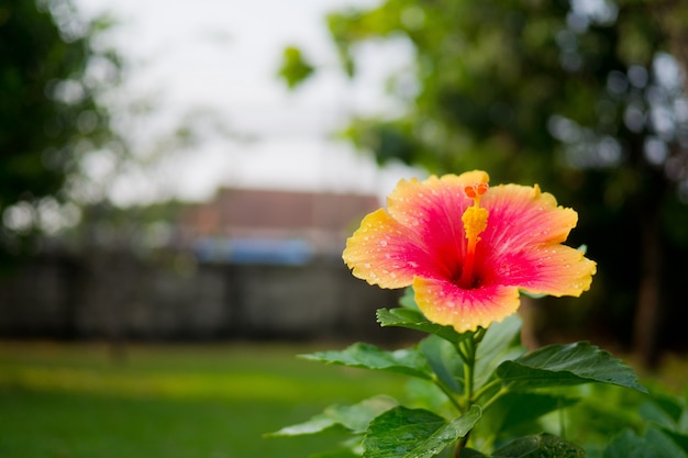 ハイビスカスの花、自然の背景