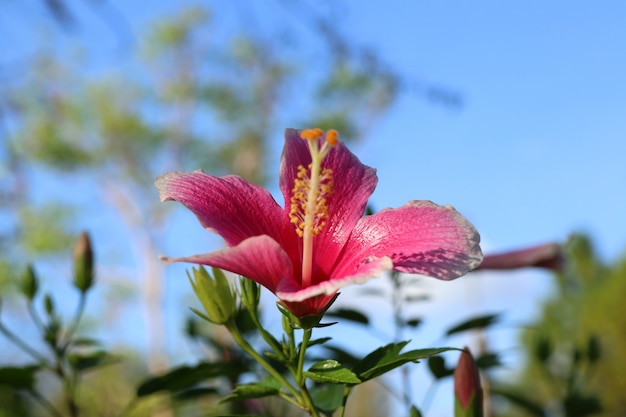 熱帯のハイビスカスの花