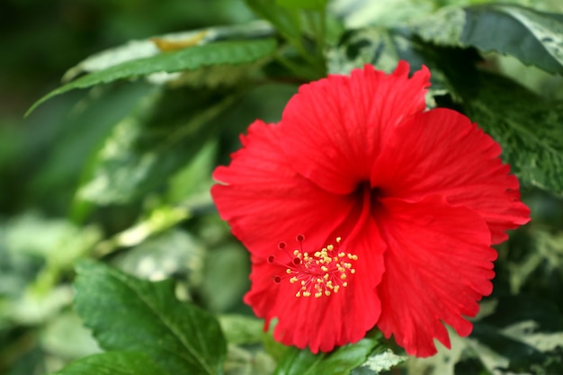 熱帯のハイビスカスの花