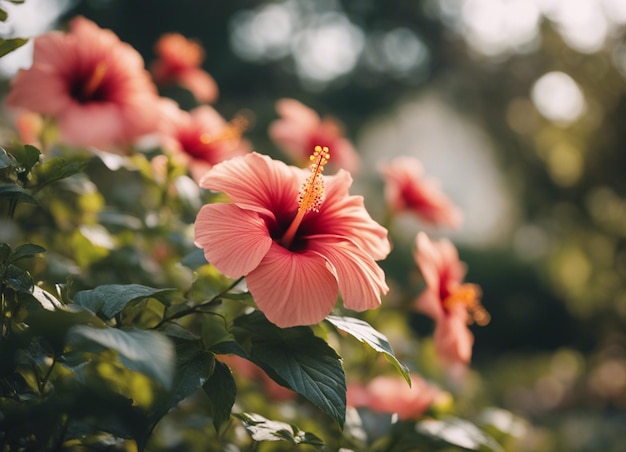 ヒビスカスの花