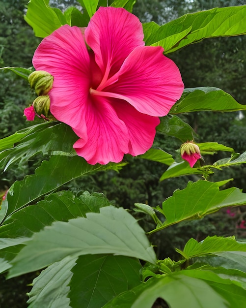 Hibiscus Flowers