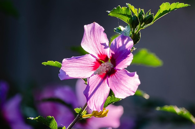 Hibiscus in the garden illuminated by the sun Gardening and floriculture