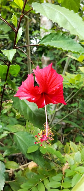 Hibiscus Plants taken at close range