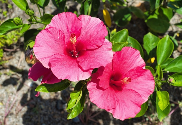 Hibiscus rosa-sinensis, известный в просторечии как китайский гибискус, китайская роза.