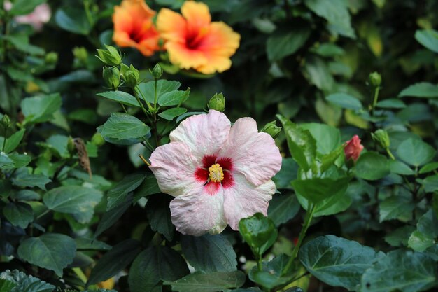 Hibiscus rosa-sinensis, 아욱과. 아름 다운 자연 꽃 배경 및 벽지입니다.