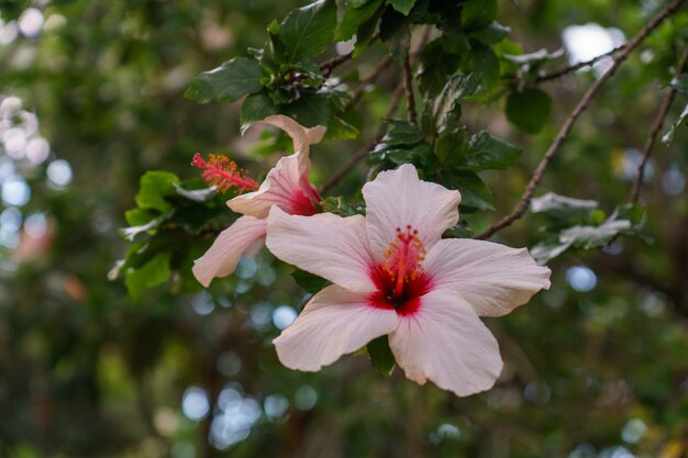 Photo hibiscus rosasinensis flower