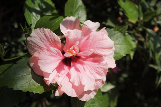 Hibiscus rosasinensis 이것은 화창한 날에 분홍색 꽃과 녹색 잎이 있는 열대 상록 식물입니다. 중국 히비스커스 중국 장미 복사 공간