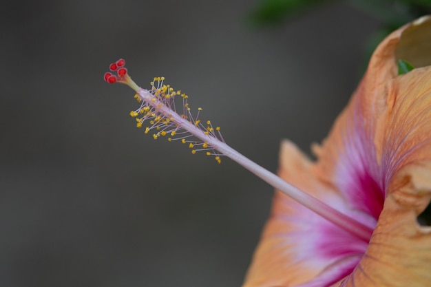 Hibiscus rosasinesis macro focus yellow flower