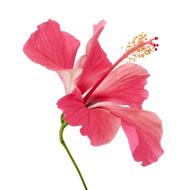 Hibiscus or rose mallow flower Tropical pink flower isolated on white background with clipping pat