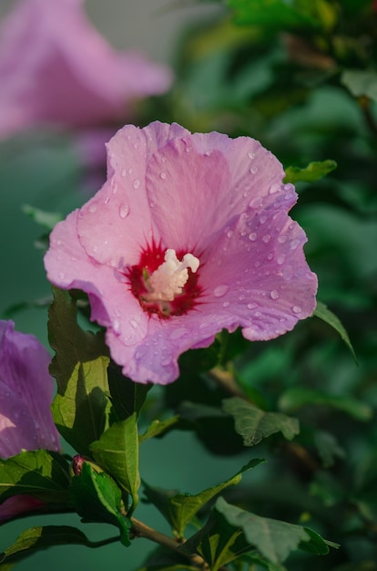 Hibiscus rose sinensis Hibiscus flower or Chinese hibiscus in flower shop