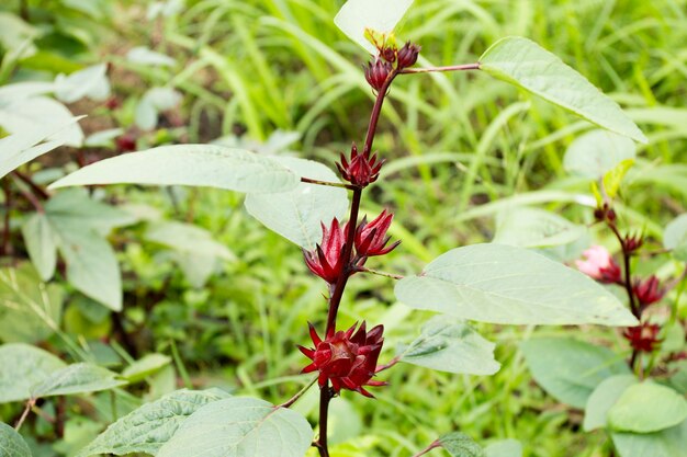 히비스커스 사브다리파(Hibiscus sabdariffa)는 이집트에서 열대 아프리카가 원산지인 아욱과(Malvaceae) 계통의 히비스커스입니다.