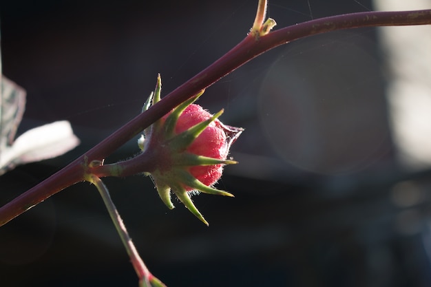 Hibiscus sabdariffa of roselle bloem