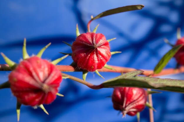 Hibiscus sabdariffa or roselle flower