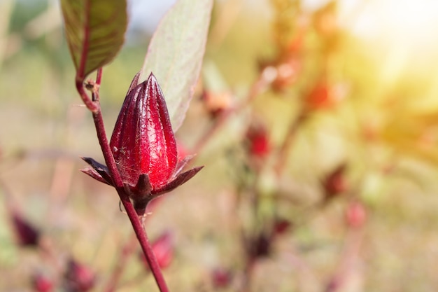 Hibiscus sabdariffa or roselle flower