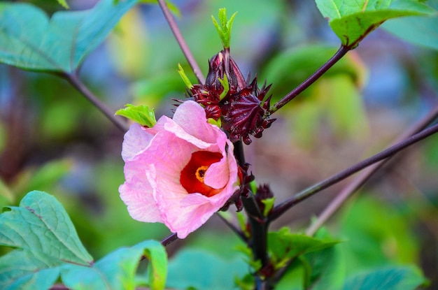 Hibiscus sabdariffa or roselle fruits flower close up