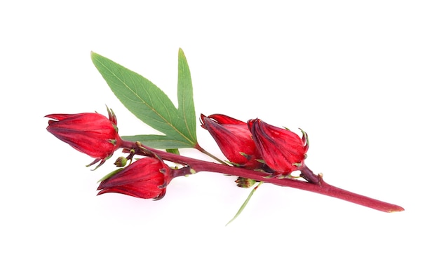 Hibiscus sabdariffa or roselle fruits isolated on white background