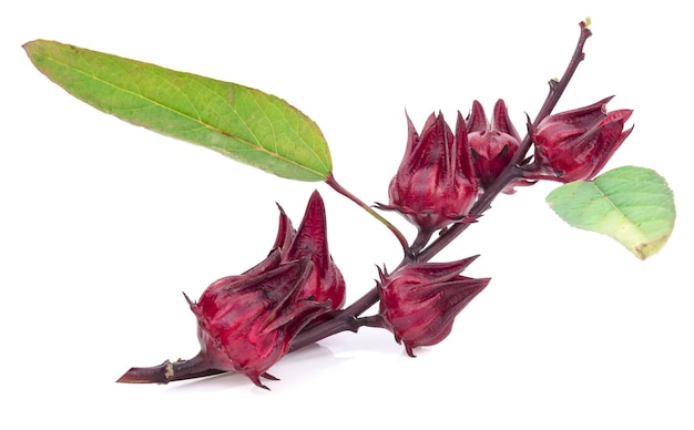 Hibiscus sabdariffa or roselle fruits isolated on white background