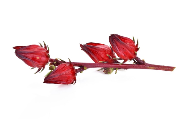 Hibiscus sabdariffa o frutti di roselle isolati