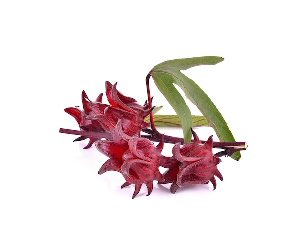 Photo hibiscus sabdariffa or roselle fruits