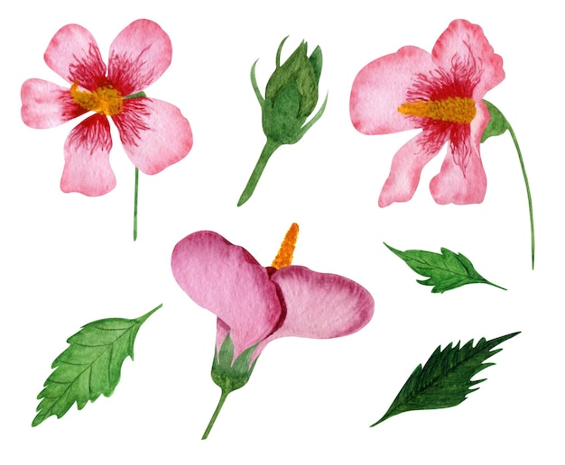 Hibiscus set isolated white background watercolor illustration Pink flower