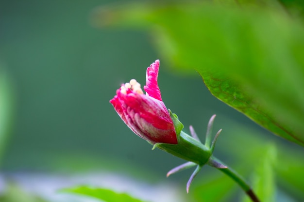 Hibiscus-soort Hibiscus bloeit in de lente