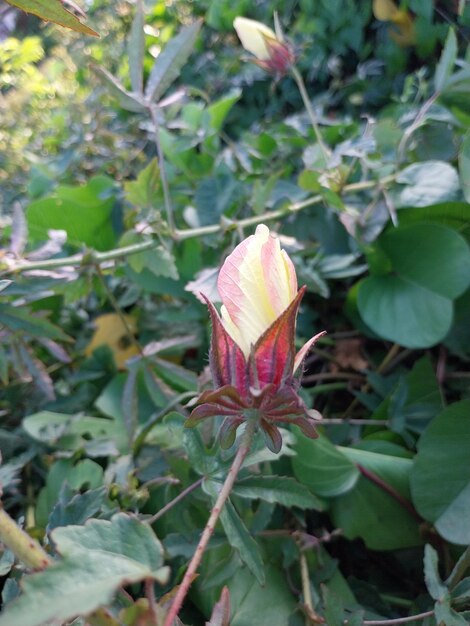 Photo hibiscus surattensis a wild plant that can be used as herbal medicine