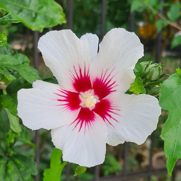 ハイビスカス syriacus 花、白い花、屋外の植物、造園植物