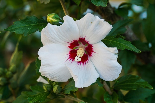 Hibiscus syriacus red heart rose mallow rose of sharonhardy shrub