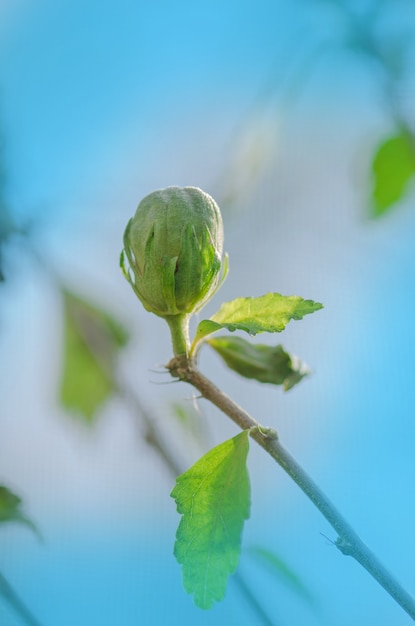 Hibiscus syriacus with seeds. Hibiscus capsules seed pods. Dry hibiscus box with seeds