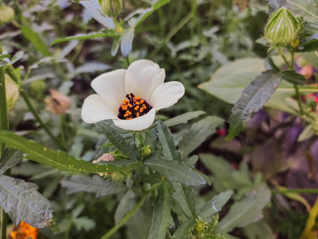 ハイビスカストリオナムFlowerofanhour白い花